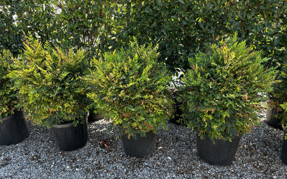 NANDINA DOMESTICA "LEMON LIME"